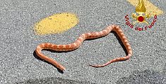 Un serpente sul viale per l'ospedale