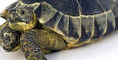 Janus, la tartaruga a due teste, compie 20 anni