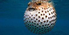 Attenzione al pesce palla tossico