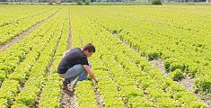 Agricoltura, boom di domande per nuove imprese