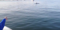 Il delfino è tornato nell'Arno
