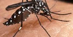 Allerta Dengue, il ministero alza la guardia