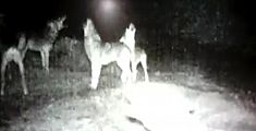 Seicento lupi assediano i boschi toscani