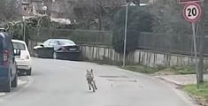 Lupi in città sulla strada per la scuola - VIDEO