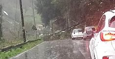 L'albero caduto sulla via Bassa Tambura a Massa