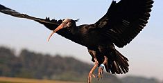 Impallinato un altro ibis eremita