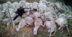 Dramma in un'azienda agricola, morte 112 pecore