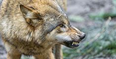 Greggi decimati dai lupi, mancano i risarcimenti