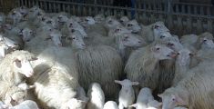 Pecore stipate sul tir tra sofferenze atroci