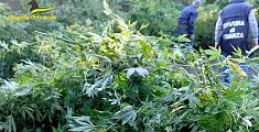 Mega fabbrica di marijuana nascosta nel bosco