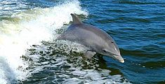 I delfini a un passo dalla riva