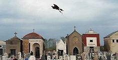 Un falco fa il guardiano al cimitero 
