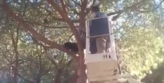 Gattina salvata sull'albero