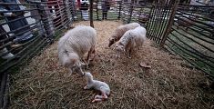 L'agnellino appena nato nel presepe vivente di Gricignano