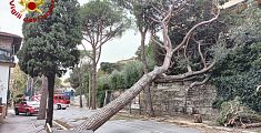 Uno degli alberi caduti nel Pistoiese
