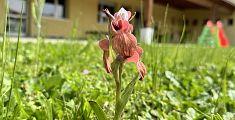 Rara orchidea scoperta nel giardino della scuola