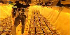 Piantagione di marijuana nel capannone fabbrica di droga