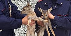 Bambi senza la mamma salvati dai carabinieri