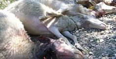Attacchi dei lupi, risarcimenti per gli allevatori