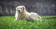 Un cane pastore maremmano abruzzese in foto d'archivio