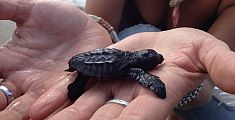 Conoscere la tartaruga marina Caretta caretta