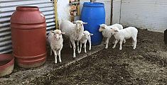 Niente macellaio, a Pasqua gli agnelli si adottano