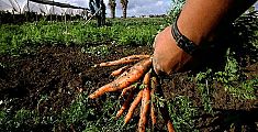 persona raccoglie carote