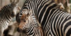 La piccola zebra in cerca di un nome