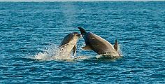 I giochi dei delfini nel mare versiliese
