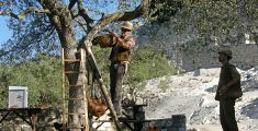 Rinasce l’antica oliveta del Parco archeominerario