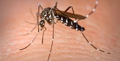 Via alla lotta contro le zanzare