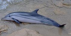 Sulla riva la carcassa di un delfino