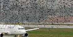 Bird strike in volo, l'aereo atterra a Pisa