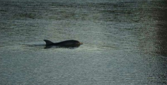 Il delfino è nell'Arno a caccia di muggini