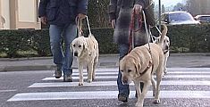 Open day alla scuola dei cani guida per ciechi