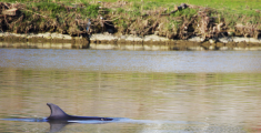 Delfino in Arno e rifiuti sulle sponde
