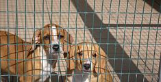 Torture ai cani, accusato di lanciargli le molotv