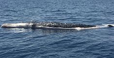 Balena morta al largo dell'Elba