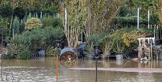 Alluvione strage nei campi, animali affogati, coltivazioni cancellate