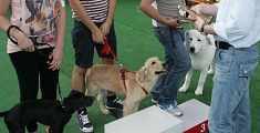 Un'expo per cani fra le colline delle Cerbaie