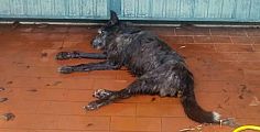 Cane muore chiuso in giardino al sole e senz'acqua