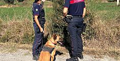 Uno dei cani antiveleno dei carabinieri