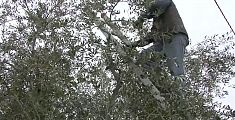Un corso gratis per imparare a potare gli olivi