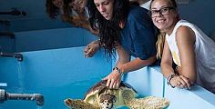 Campi estivi in Calabria per salvare le tartarughe