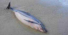 Delfino morto trovato sulla spiaggia 