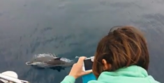 Area protetta per i delfini lungo la costa toscana