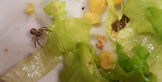 Gli insetti camminano sul piatto della mensa 