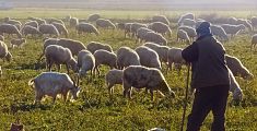 pastore e pecore