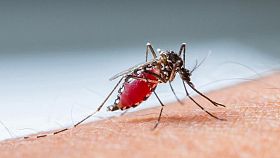 Un altro caso sospetto di virus Dengue ad Arezzo
