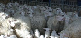 Pecore stipate sul tir tra sofferenze atroci